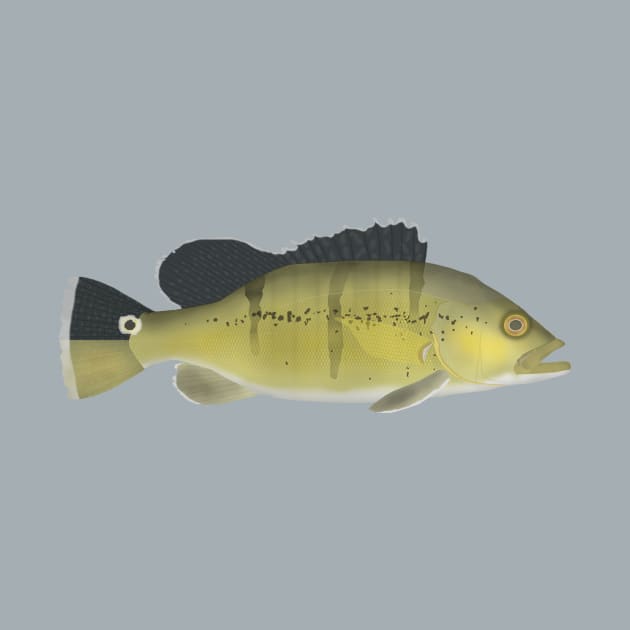 Xingu Peacock Bass by FishFolkArt