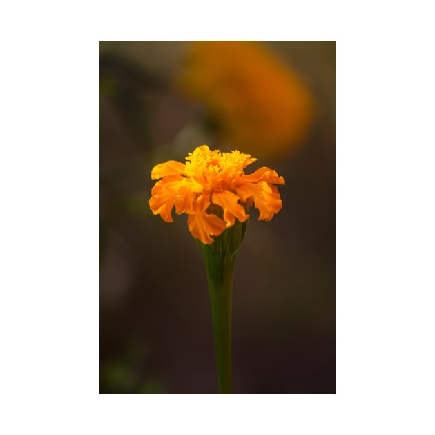 Marigold V by Jacquelie