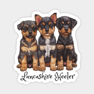 Three Lancashire Heeler puppies all looking cute. Magnet