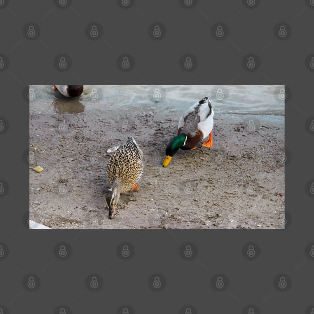 Ducks Searching The Beach For Food by BackyardBirder