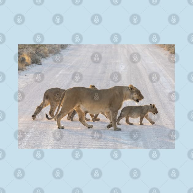 Namibia. Etosha National Park. Lioness with the Cubs Crossing Road. by vadim19