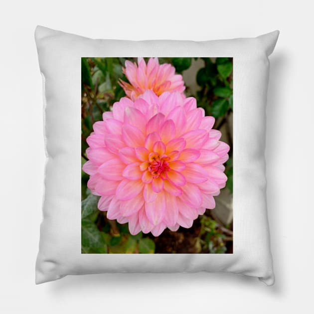 Monterey Floral Study 9 Pillow by bobmeyers