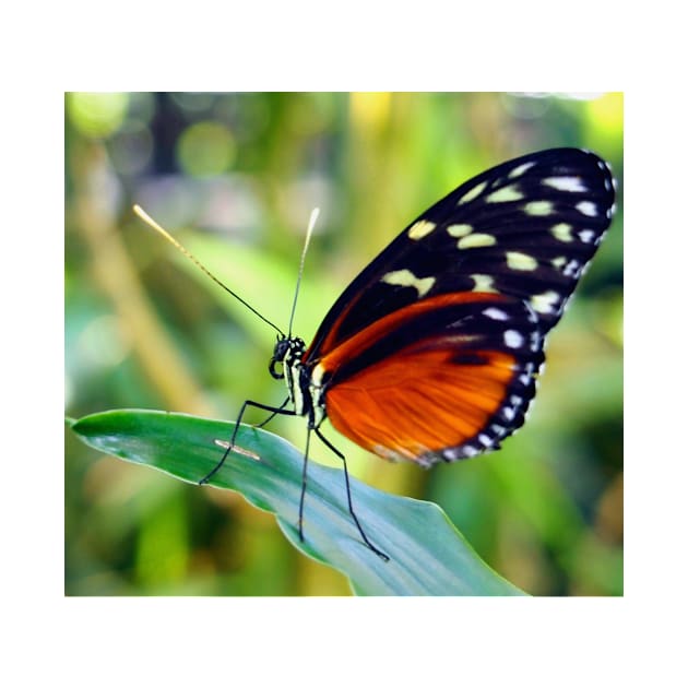 Macro Orange and Black Butterfly by Scubagirlamy