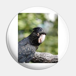 Red-tailed Black Cockatoo Pin