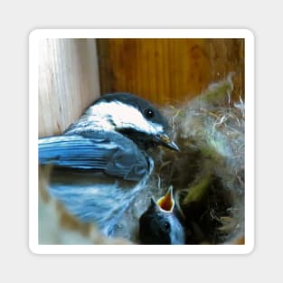 Black-capped Chickadee Inside Its Nest Box With Its Baby Magnet