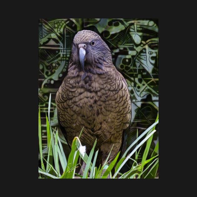 The New Zealand Kea by PictureNZ