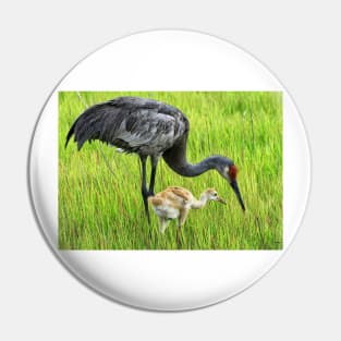 Sandhill crane parent with chick Pin