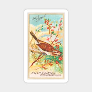 Song Sparrow Magnet