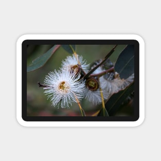 Gum Tree Flower by South Australian artist Avril Thomas Magnet