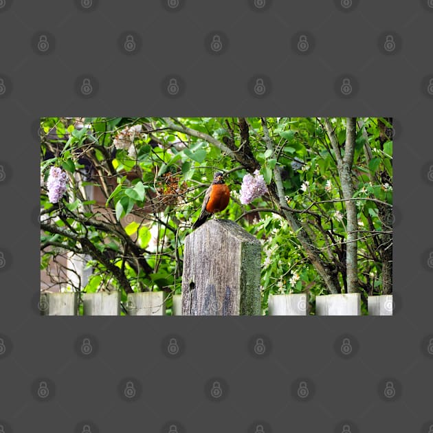 American Robin Standing On Top of a Post by BackyardBirder