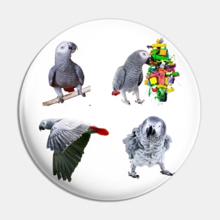 African Grey Sticker Pack Of 4 Photo Designs, great gift for African Grey Owners and Parrot Lovers. Pin