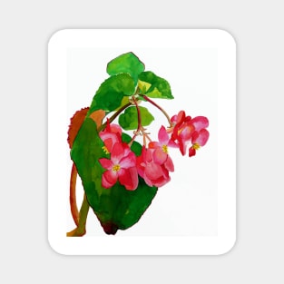 Begonia Magnet