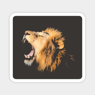 yawning Lion Magnet