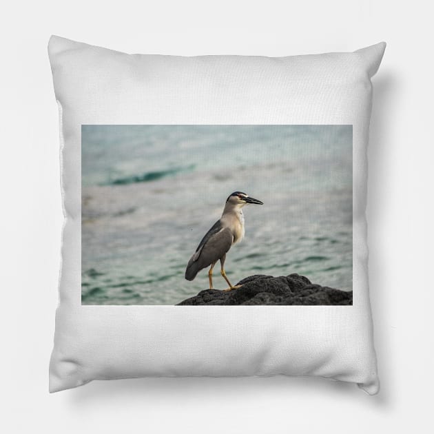 Black-crowned night heron of hawaii 4 Pillow by KensLensDesigns