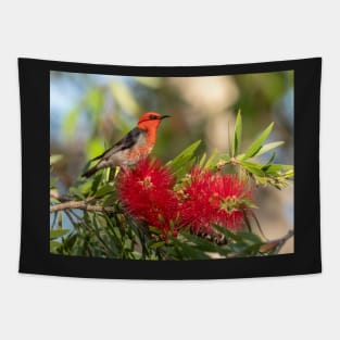 Scarlet Honeyeater, Maleny, Queensland Tapestry