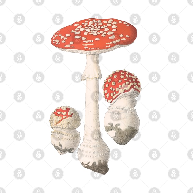 Vintage Mushroom Illustration by maxberube