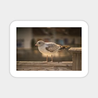 California gull in myrtle beach Magnet