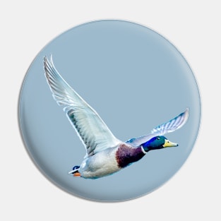 Mallard in flight Pin