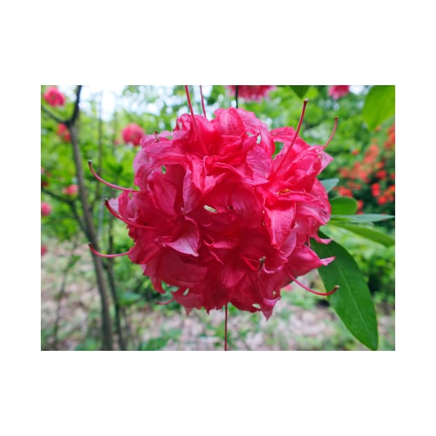 Red Azalea Flowers by pinkal