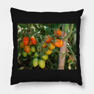 Date Tomatoes Ripening on Vine Pillow