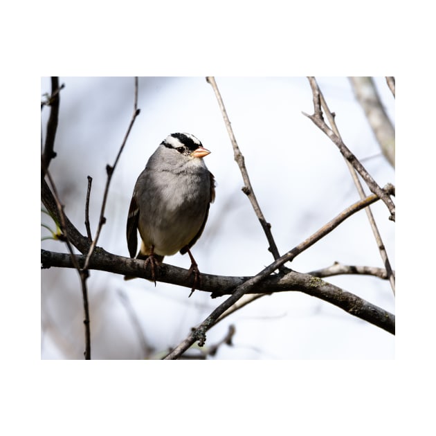 White Crowned Sparrow by Debra Martz