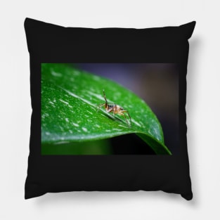 A gorgeous metallic jumper (Siler semiglaucus) saying hi from a Monstera Thai constellation! It's also know as colorful jumping spider and jade jumping spider Pillow