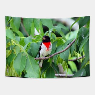 Male Rose-breasted Grosbeak Perched In A Bush Tapestry