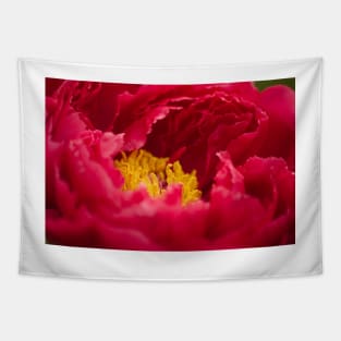 Inside a Red Peony Tapestry