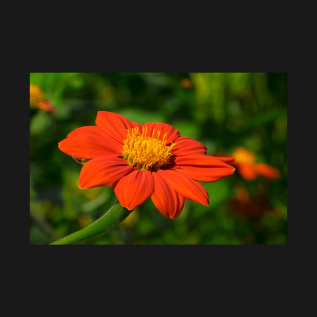 Mexican Marigold - 2 by RosNapier