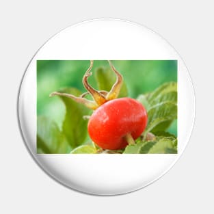 Rosa rugosa  &#39;Alba&#39;  AGM  Rose hip Pin