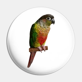 Green cheek Conure Parrot Bird Parakeet for women and men Pin