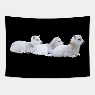 Sheep lambs 3 / Swiss Artwork Photography Tapestry