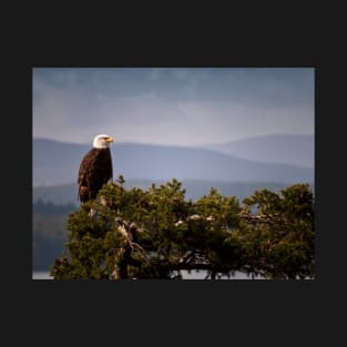 Mature Bald Eagle on Fir Tree T-Shirt