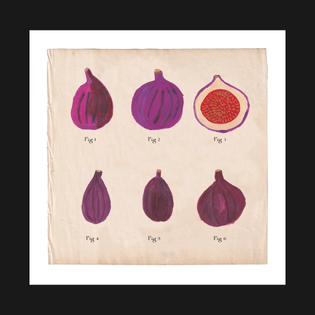 Fig botanical print by Highdown73