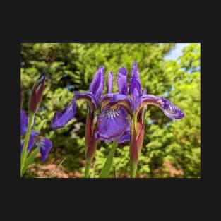 Pair of Purple Irises T-Shirt