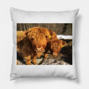 Scottish Highland Cattle Calves 1948 Pillow