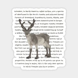 Reindeer Information Magnet