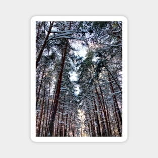 View at the Sormovsky Park in Nizhny Novgorod with pine trees and snow Magnet