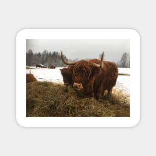 Scottish Highland Cattle Cow and Calf 1864 Magnet