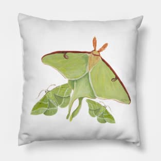 Luna and Showy Emerald Moths Pillow