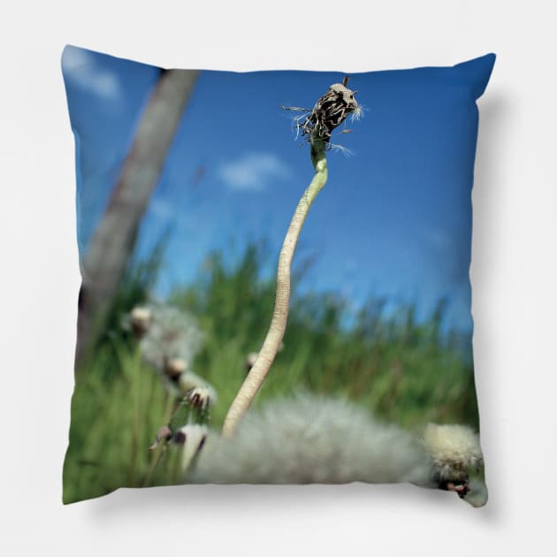 Bottom view II Pillow by mptresart