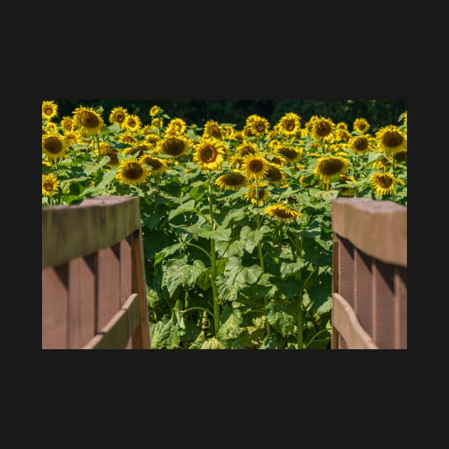 Into the Sunflowers by Ckauzmann