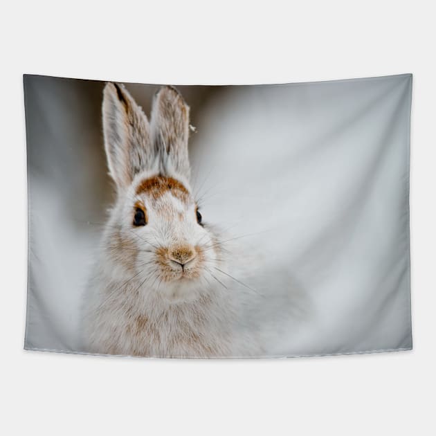 Snow Shoe Hare Tapestry by jaydee1400