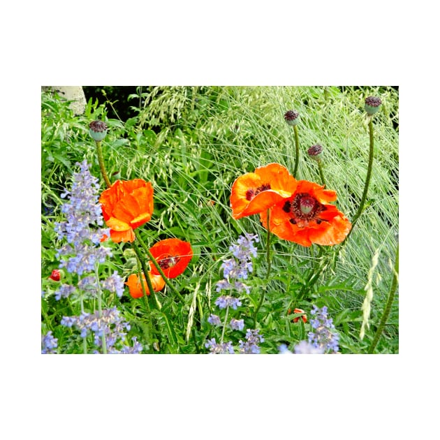 Poppies and Tall Grasses by bobmeyers