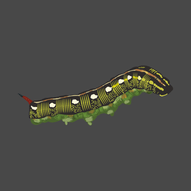 Striped Hark-moth caterpillar by flodaj.art