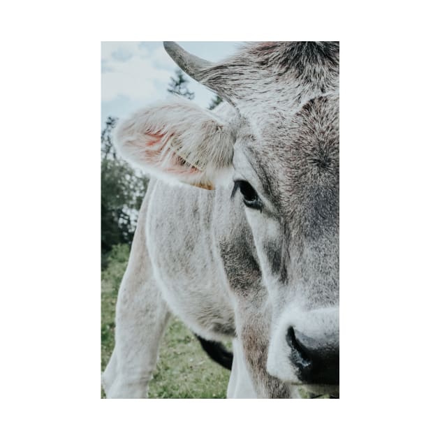 Cow close-up by Melissa Peltenburg Travel Photography