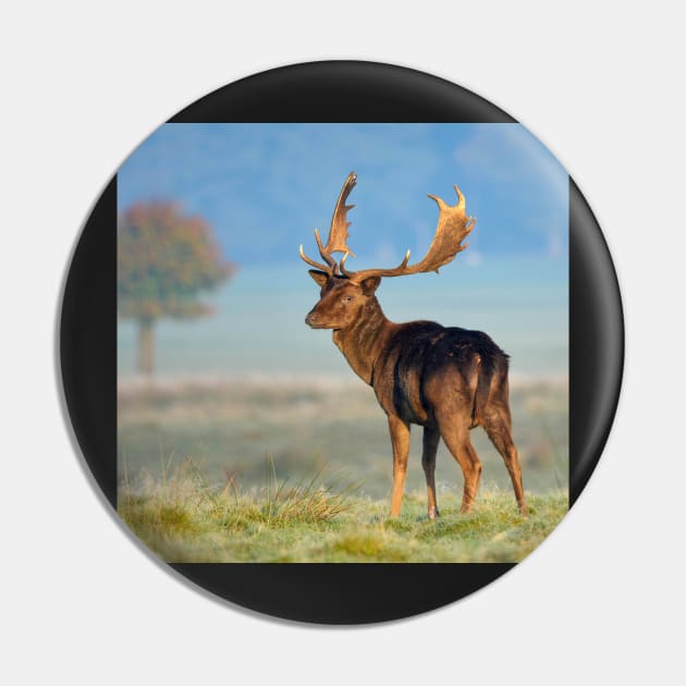 Dark Fallow Deer Pin by TonyNorth