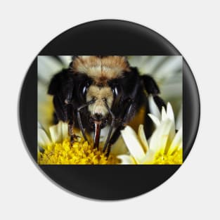 Large bumblebee gathering food on a flower Pin