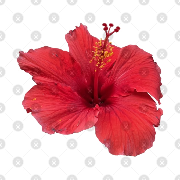 Red Hibiscus by Sparkleweather