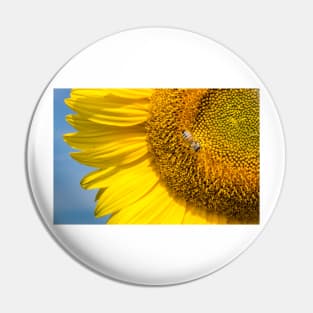 Sunflower with bee. Pin